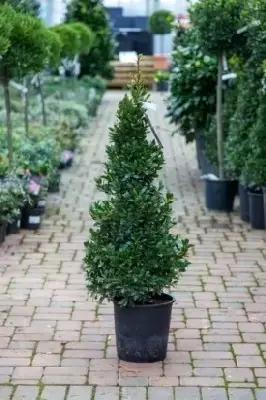 LAURUS nobilis 'Bay Junior'