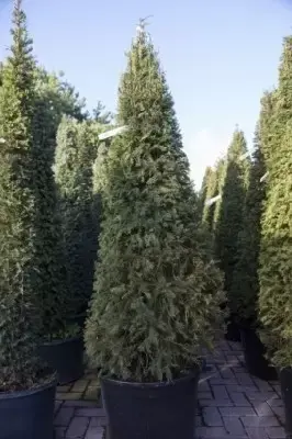 TAXUS baccata