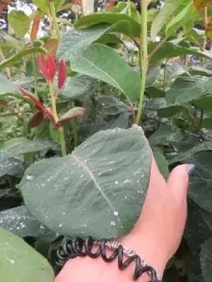 SALIX magnifica