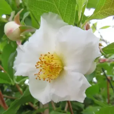 STEWARTIA pseudocamellia