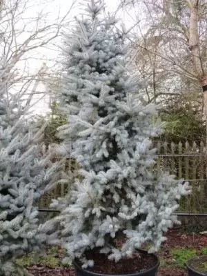 PICEA pungens 'Blue Diamond'