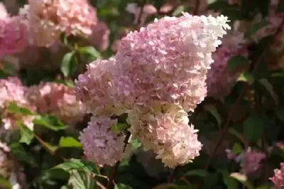 HYDRANGEA paniculata 'Vanille Fraise'