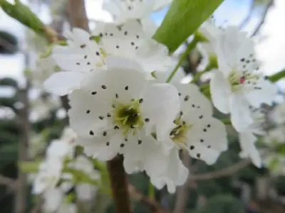 PYRUS calleryana 'Chanticleer'