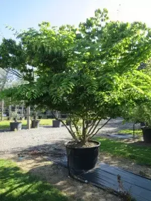 ZELKOVA serrata