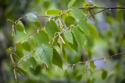 BETULA nigra - image 2
