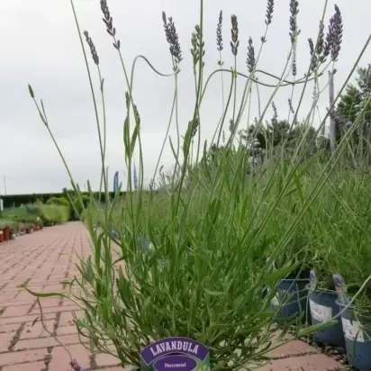 LAVANDULA x intermedia 'Phenomenal'