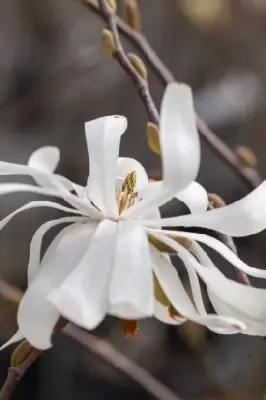 MAGNOLIA stellata - image 1