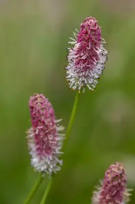SANGUISORBA 'Pink Tanna'