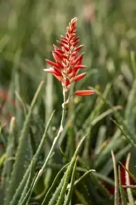 ALOE Safari mix