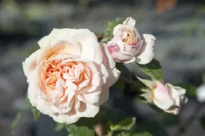 ROSA 'Joie de Vivre'