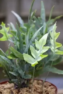 PHLEBODIUM aureum 'Blue Star' - image 3