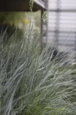 FESTUCA glauca 'Intense Blue' - image 1