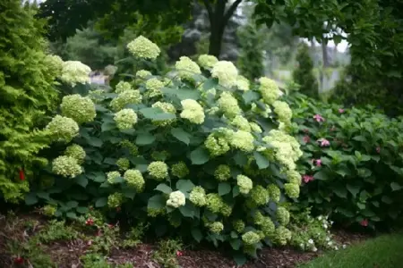 HYDRANGEA arborescens 'Lime Rickey' - image 1