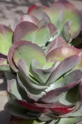 KALANCHOE thyrsiflora - image 4