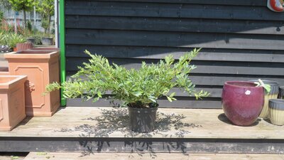 DISTYLIUM myricoides 'Blue Cascade'