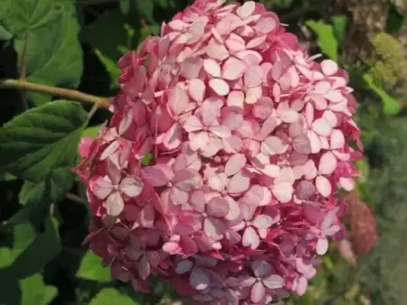 HYDRANGEA arborescens 'Pink Annabelle'