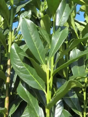 PRUNUS laurocerasus 'Elly'