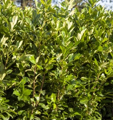 PRUNUS laurocerasus 'Rotundifolia'