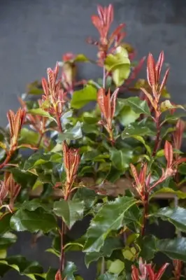 PHOTINIA 'Corallina' - image 1