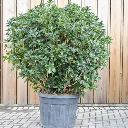 OSMANTHUS x fortunei