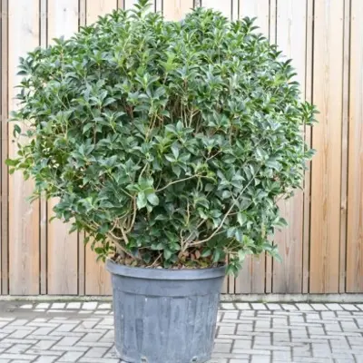 OSMANTHUS x fortunei