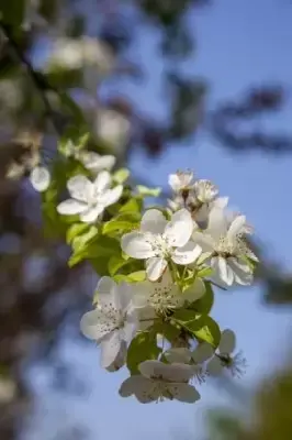 MALUS 'Butterball'