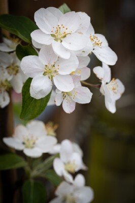 MALUS 'Butterball' - image 1