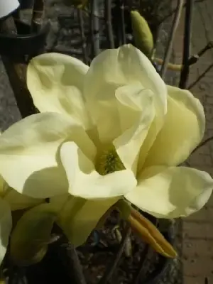 MAGNOLIA 'Elizabeth'