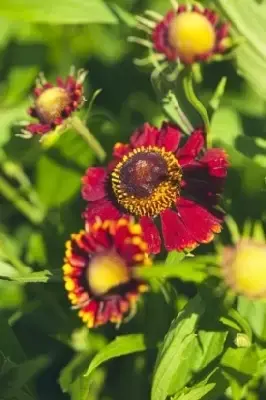 HELENIUM autumnale 'Helena Red Shades'