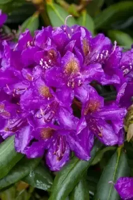 RHODODENDRON 'Marcel Menard'