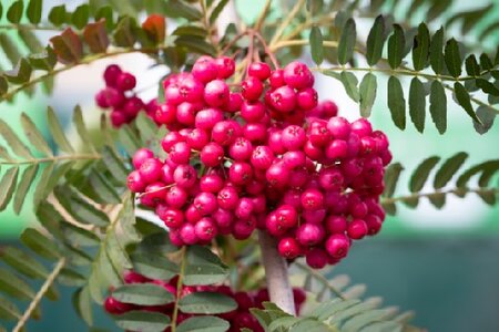 SORBUS vilmorinii 'Pink Charm'