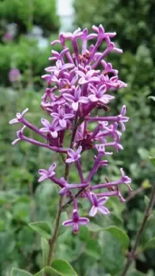 SYRINGA 'Bloomerang Dwarf Purple' - image 1