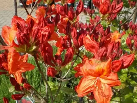 AZALEA 'Feuerwerk'
