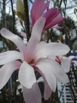 MAGNOLIA x loebneri 'Leonard Messel' - image 4