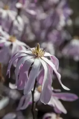 MAGNOLIA x loebneri 'Leonard Messel' - image 2