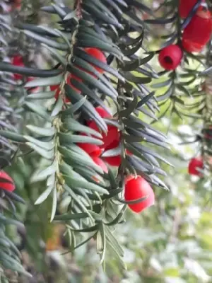TAXUS baccata