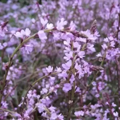 TRAUTVETTERIA caroliniensis