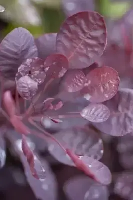 COTINUS coggygria 'Lilla' - image 1
