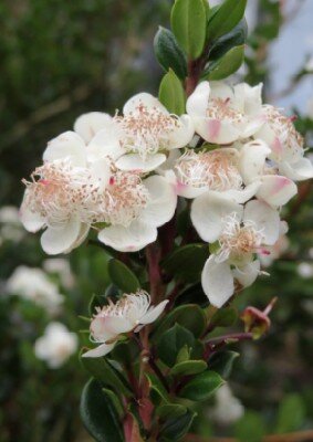 LUMA apiculata