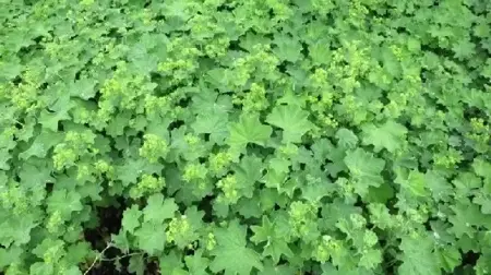 ALCHEMILLA mollis - image 1