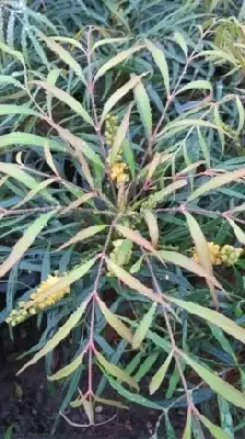 MAHONIA eurybracteata 'Soft Caress' - image 1