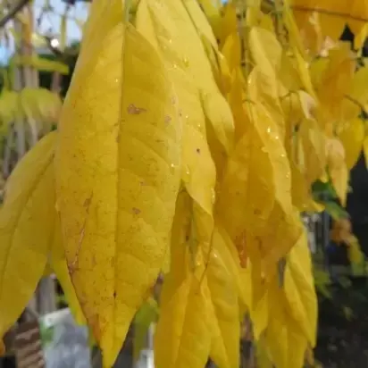 WISTERIA frutescens macrostachya 'Blue Moon'