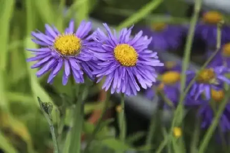 ASTER alpinus 'Violet'