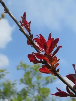 LAGERSTROEMIA indica 'Rhapsody in Pink' - image 2