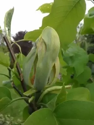 MAGNOLIA acuminata 'Blue Opal'