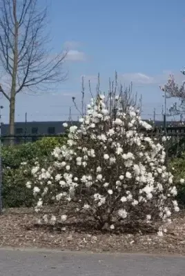 MAGNOLIA x loebneri 'Mag's Pirouette'