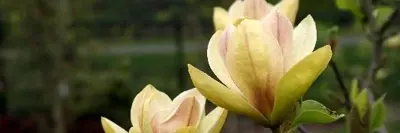 MAGNOLIA 'Sunsation'