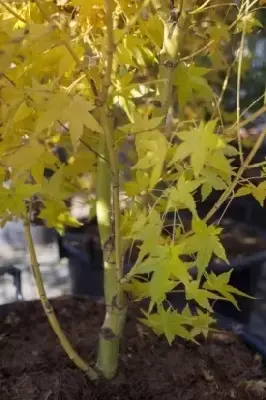 ACER palmatum 'Bi Ho' - image 2