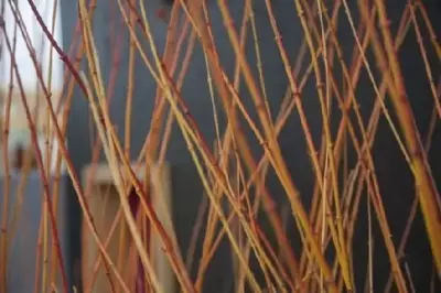 ACER palmatum 'Bi Ho' - image 2