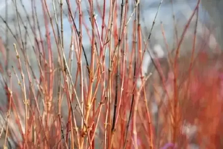 ACER palmatum 'Bi Ho' - image 4